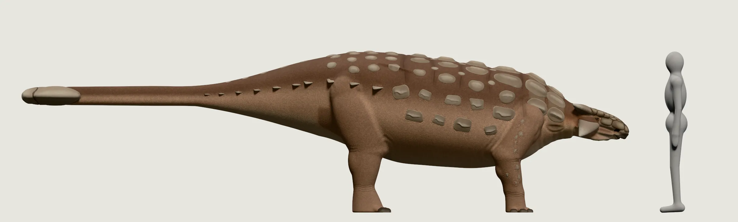 Um anquilossauro de lado: um corpo baixo e largo, coberto de fileiras de placas de osso, uma cabeça larga mantida baixa, quatro patas curtas e uma cauda reta que termina numa clava achatada. Ao lado, uma pessoa cinza da altura do alto do dorso dele acima do quadril.