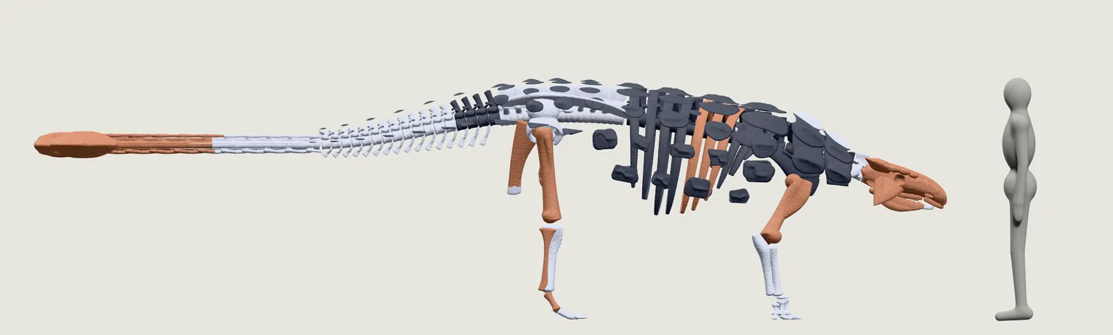 Nuestro Ankylosaurus como esqueleto, visto de lado, junto a la persona gris, con los huesos en tres colores según su procedencia. En el color de los huesos hallados con este animal: el cráneo, las mandíbulas, los dos húmeros, un fémur, un peroné, un hueso del pie, parte de un isquion, seis costillas y la maza con la parte trasera de su mango.