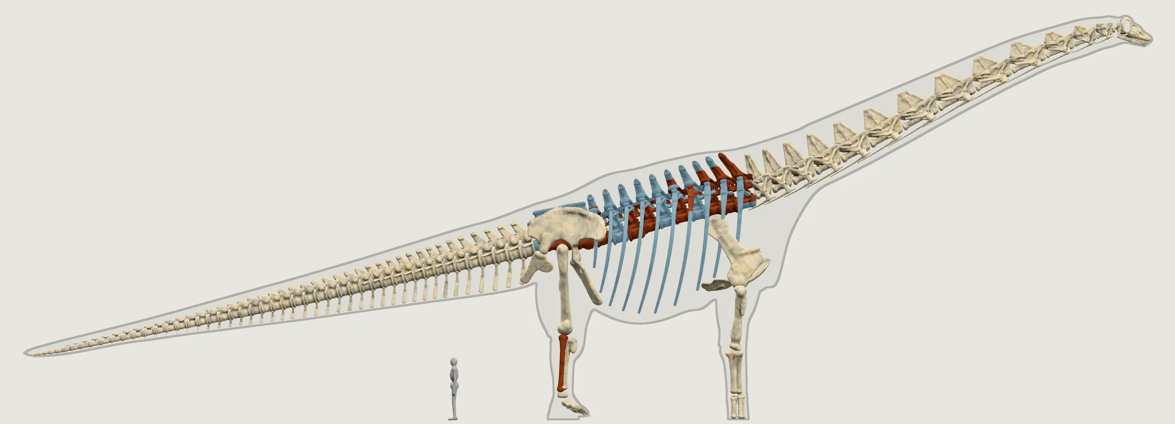 Our Argentinosaurus as a skeleton from the side: a few dark red back, hip and leg bones among pale restored and borrowed ones, beside the grey person.