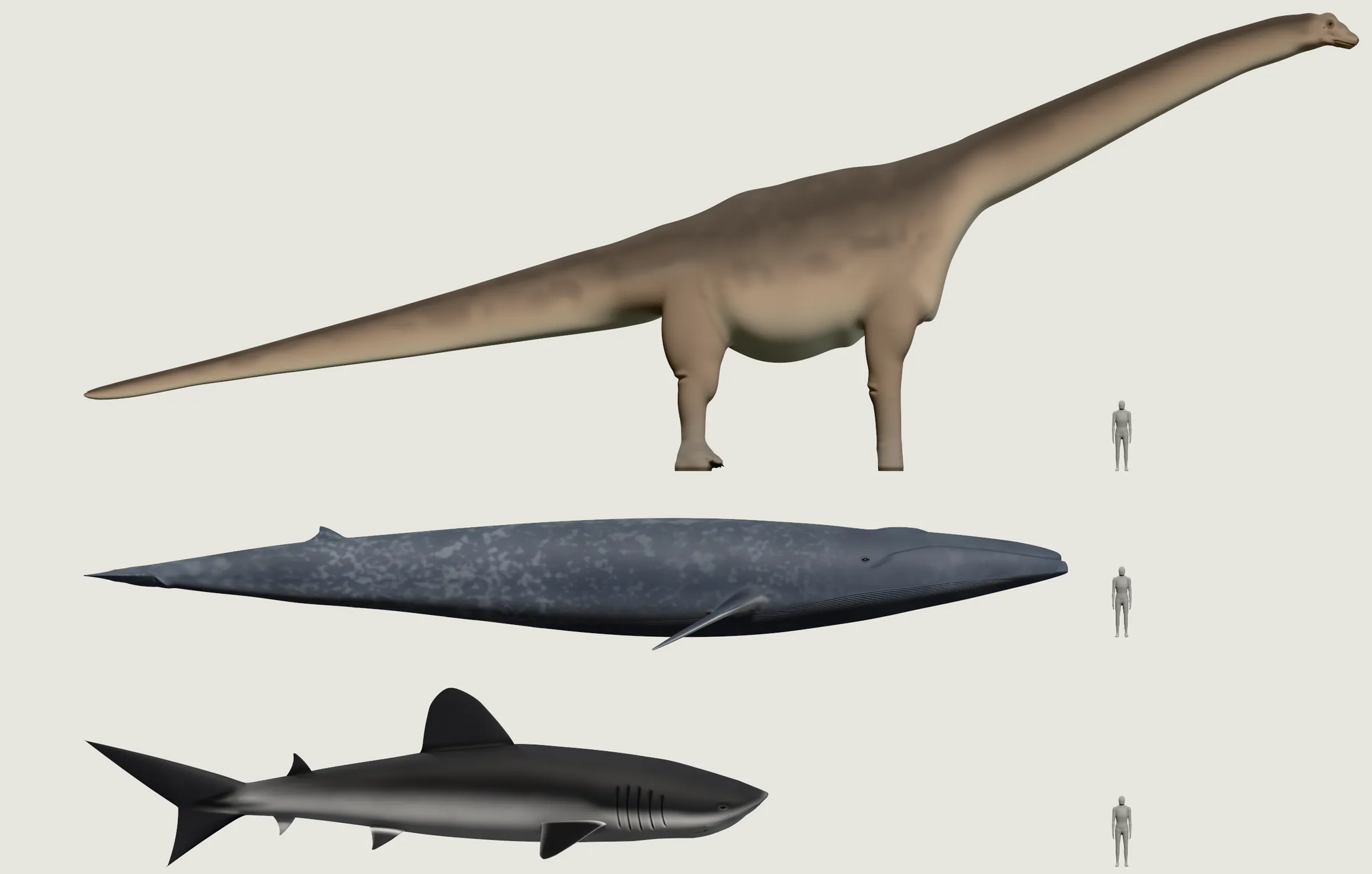 Three giants from the side, all facing the same way: a dinosaur with a long neck and tail on four legs, longer than the others, a blue whale and a shark, beside the grey person.