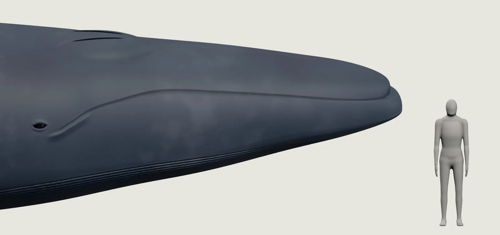 The head of the blue whale closer up, from the side and a little above: a long, flat head, the blowholes on top, fine grooves running along the throat, and the grey person beside it.