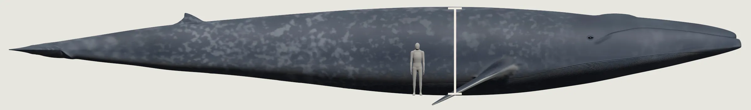 A blue whale from the side: a long, slim, blue-grey body with pale mottling, a flat head, a long, pale-edged flipper and a small back fin far back. Beside it a grey person who reaches a little past halfway up its side.