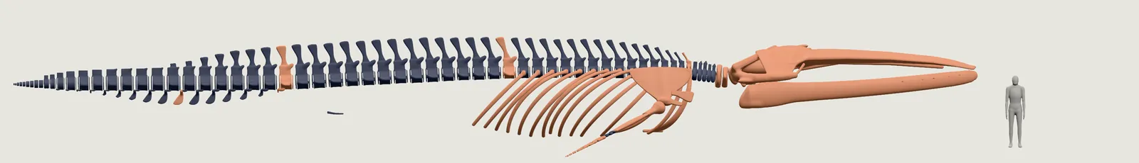 Our blue whale as a skeleton from the side, beside the grey person, its bones in two colours by how they were sized. In the colour of his own measured bones: the skull, the lower jaws, the first neck bones, all the ribs, the breastbone, the shoulder blades, most bones of the flippers and a few single vertebrae. The rest of the backbone is in the other colour.