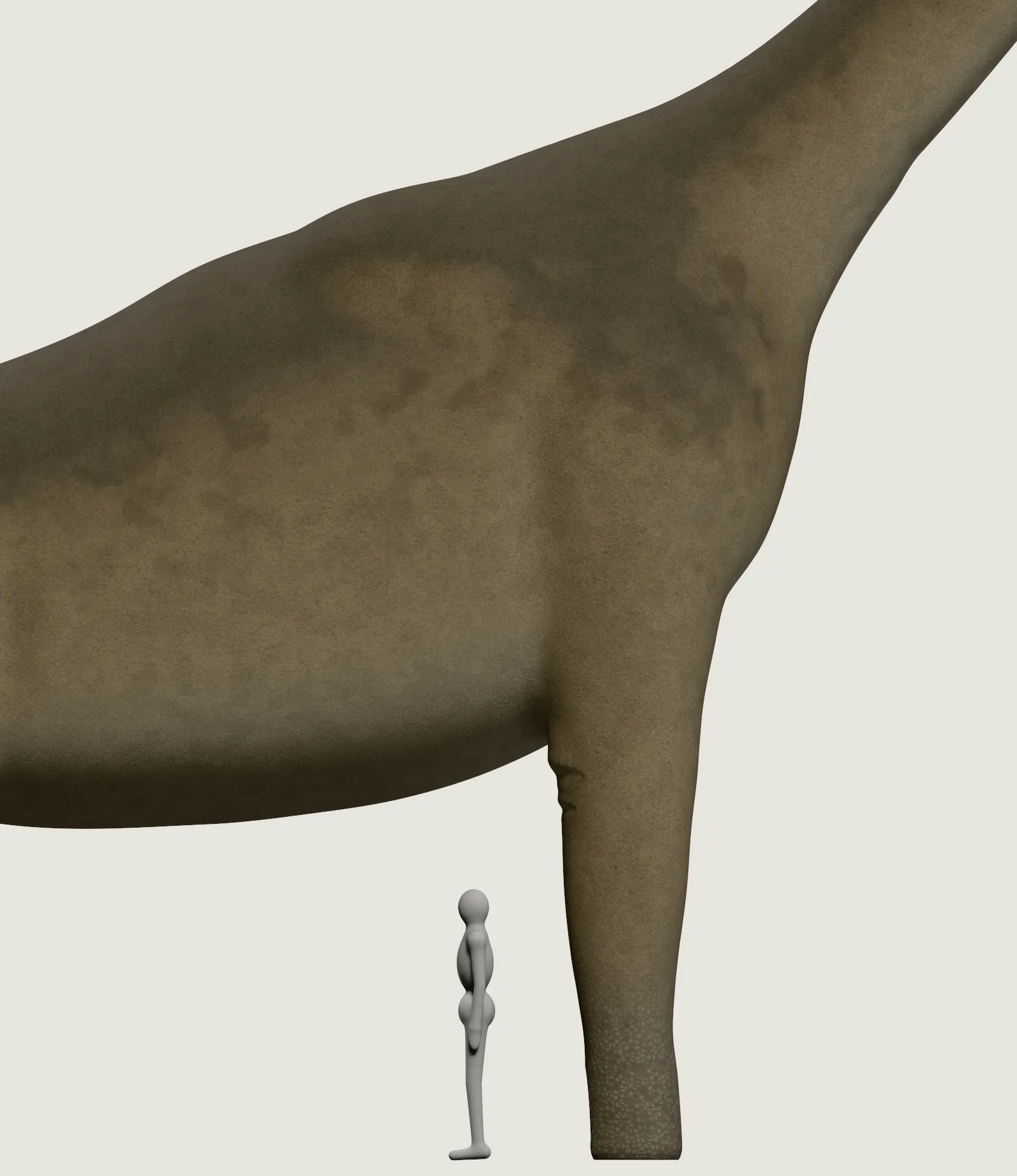 The front leg and the belly of the Brachiosaurus closer up, the grey person beside the front foot with room above the head.