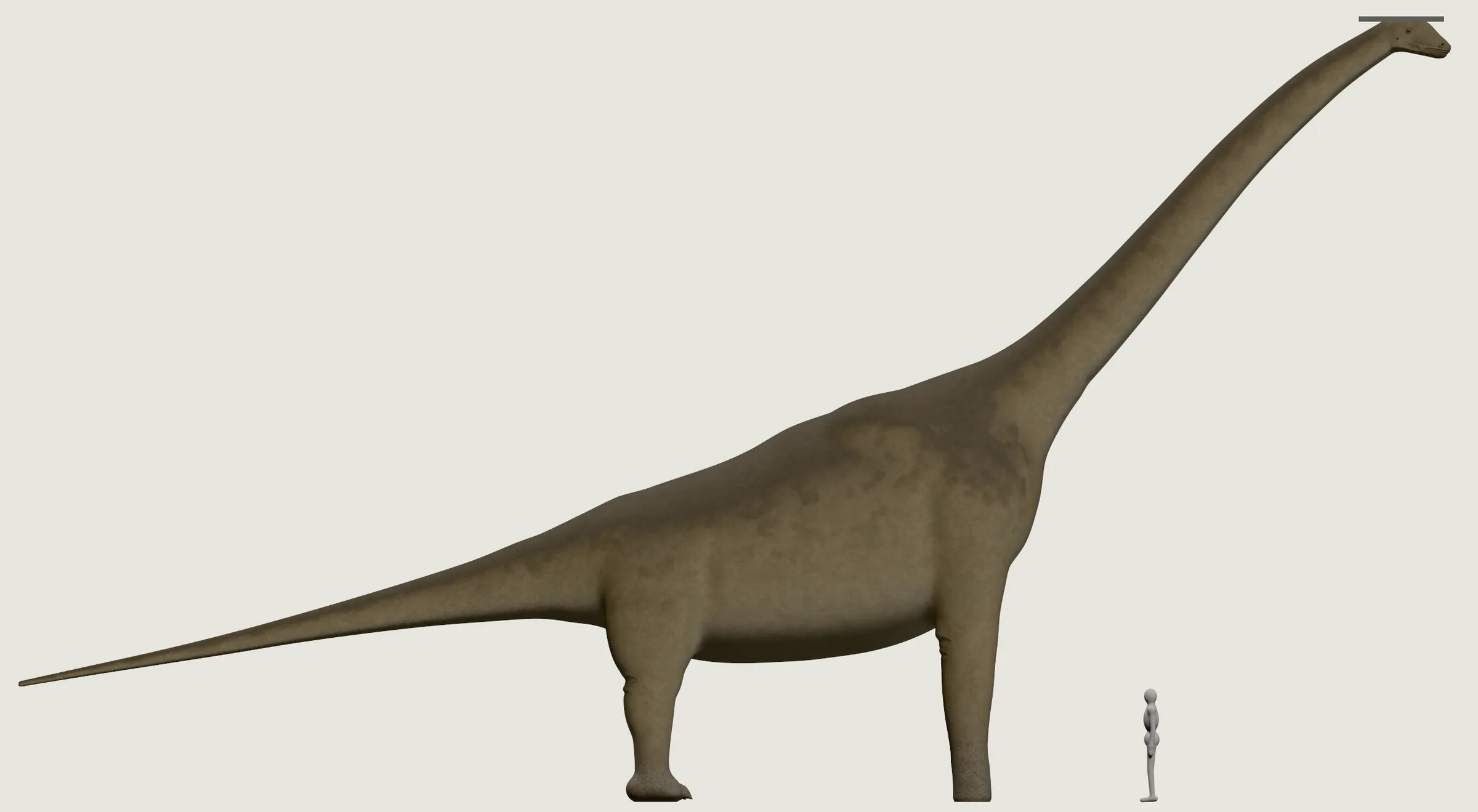 A Brachiosaurus from the side, its long neck raised in a gentle curve, the front legs longer than the hind legs, the tail off the ground, beside a grey person who could walk under its belly, a short bar marking the head's top.