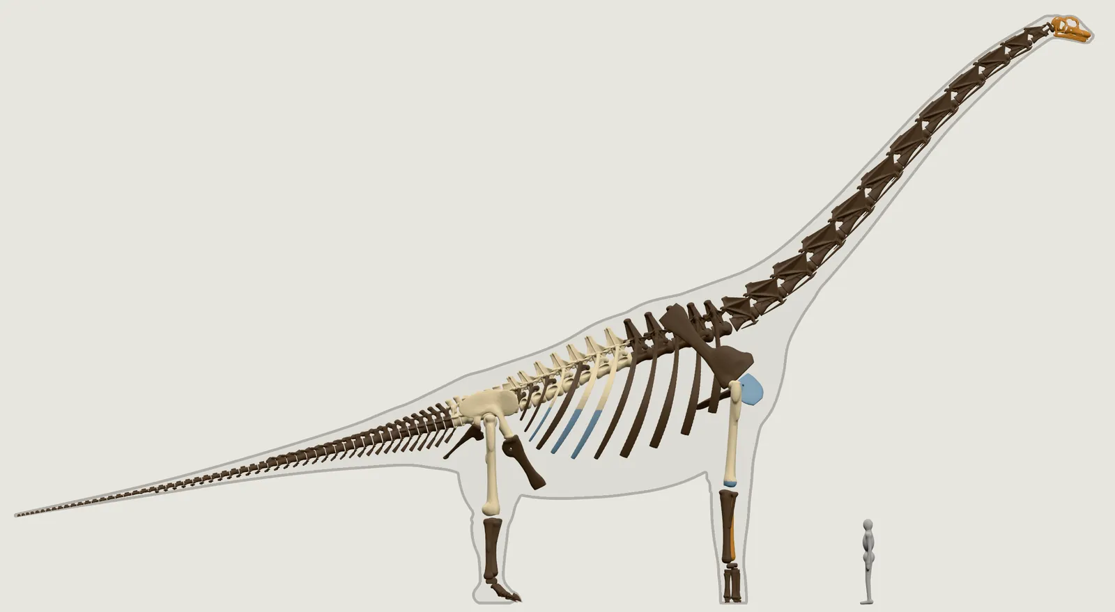 Our Brachiosaurus as a skeleton from the right, a few cream bones in the back, hips, one thigh and one upper arm among blue, orange and brown ones, beside the grey person.