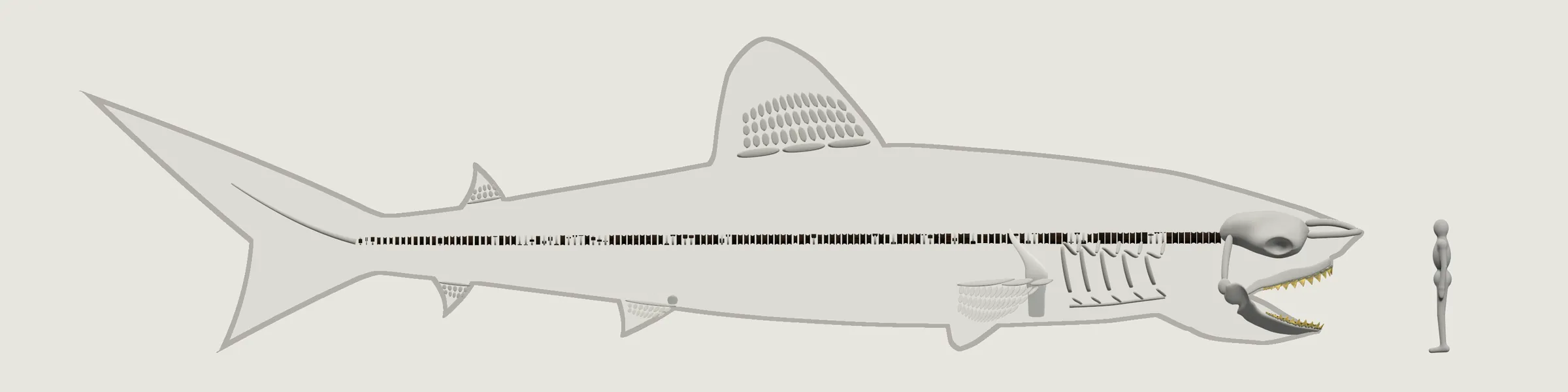 Das Skelett von der Seite, eine lange Reihe von Wirbeln und ein Gebiss nach Fossilien, Kopf, Flossen und Schwanz als erkennbar ergänzte Formen.