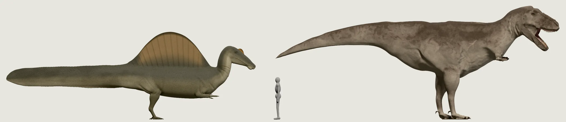 A Spinosaurus with a sail on its back and a slightly longer T. rex with its head raised, both from the side on one ground line, the T. rex about twice as high at the hips, beside the grey person.