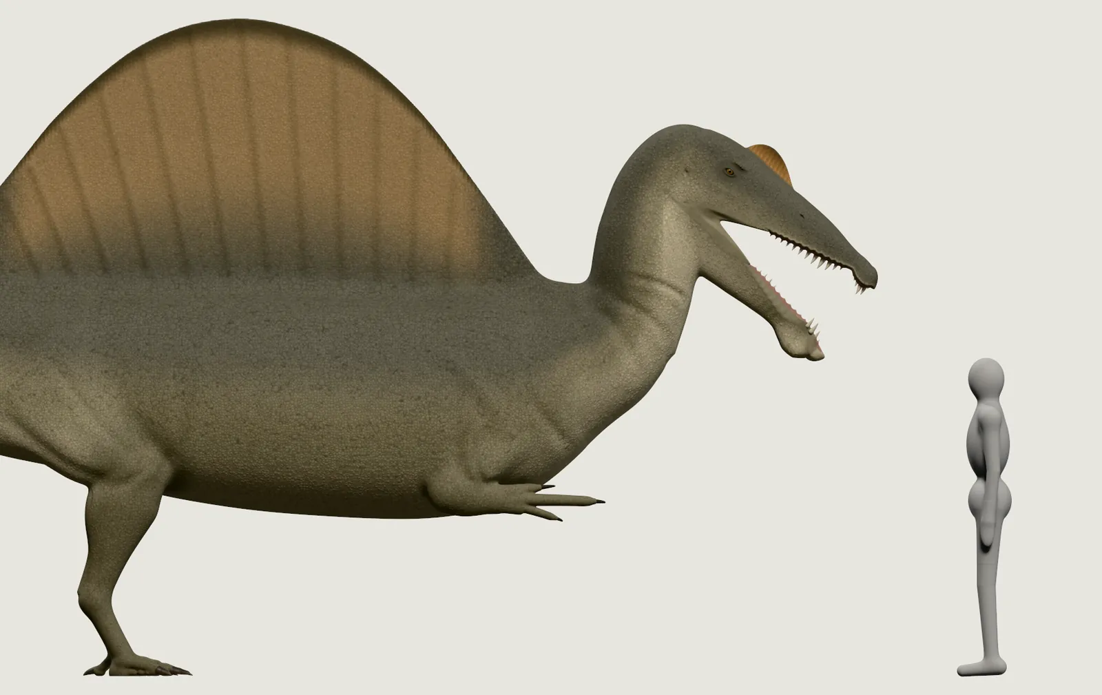 The head and front of the Spinosaurus, closer up, the long narrow snout with cone-shaped teeth, a low crest in front of the eye, beside the grey person.