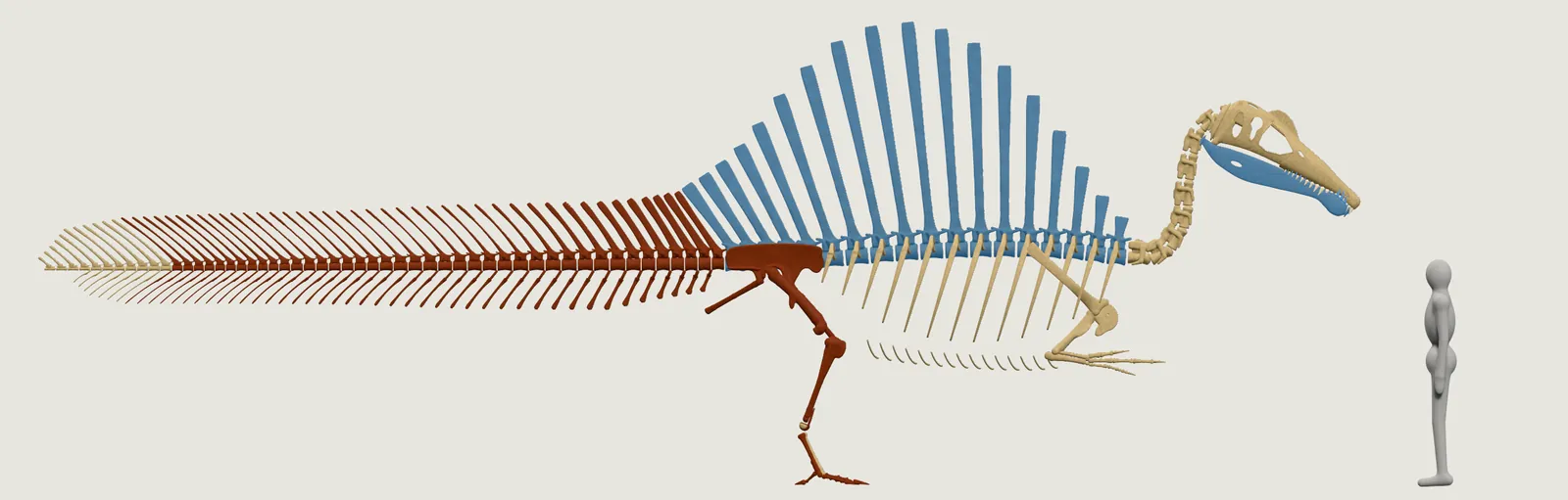 Our Spinosaurus as a skeleton: hips, legs and tail dark red, the sail's spines and the lower jaw blue, skull, neck, ribs and arms pale, beside the person.