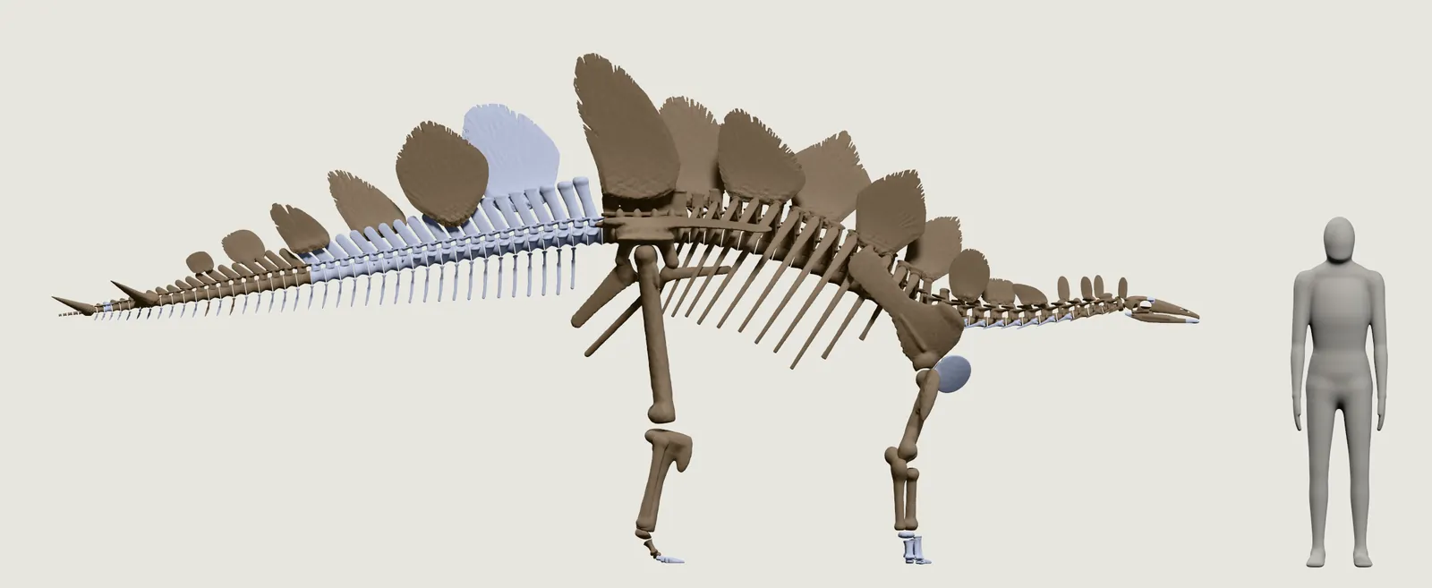 Nuestro Stegosaurus como esqueleto, visto de lado, junto a la persona gris: la mayor parte de los huesos en el tono de los de Sophie, y en el tono de los reconstruidos los pies delanteros, la mayor parte de los dedos, un hueso del hombro, varias costillas del cuello, una placa, la primera parte de la cola y la mayor parte de los huesos pequeños que van debajo.