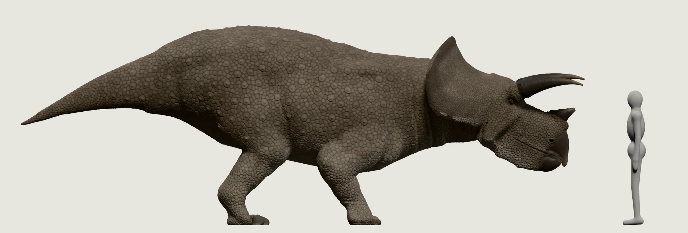 Ein Triceratops von der Seite: ein breiter Nackenschild hinter dem Kopf, zwei lange Hörner über den Augen, ein kurzes auf der Nase, vier Beine. Daneben ein grauer Mensch, der etwa bis zu zwei Dritteln der Rückenhöhe reicht.