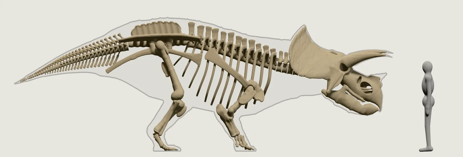Das Skelett des Triceratops von der Seite, der große Schädel mit Nackenschild und den Knochenkernen der Hörner, die Rippen und vier Beine, daneben der graue Mensch, hinter den Knochen der helle Umriss des Körpers.